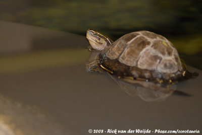 Malayan Box Turtle  (Ambonese Doosschildpad)