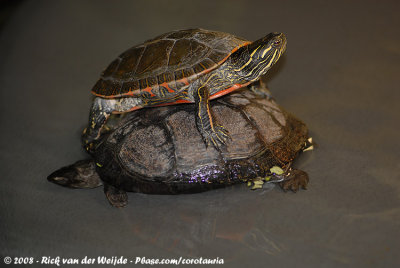 Painted TurtleChrysemys picta picta