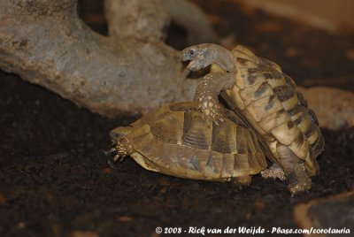 Spur-Tighed TortoiseTestudo graeca graeca