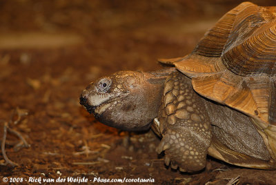 African Spurred Tortoise  (Sporenschildpad)