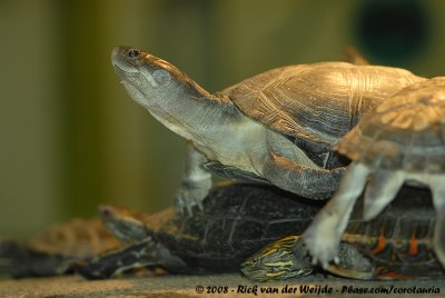 Helmeted Terrapin  (Afrikaanse Moerasschildpad)