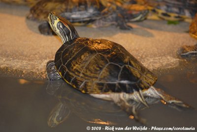 Hispaniolan Slider  (Decoratieve Moerasschildpad)