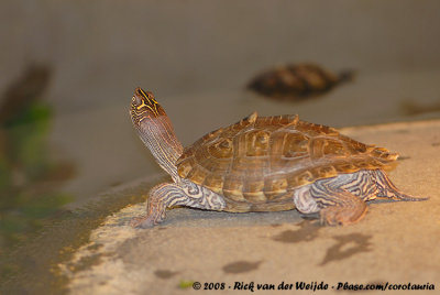March 30, 2008: Schildpaddenopvang (NL)