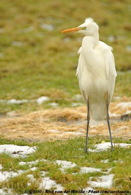 Great EgretArdea alba alba