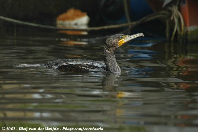 Great CormorantPhalacrocorax carbo sinensis