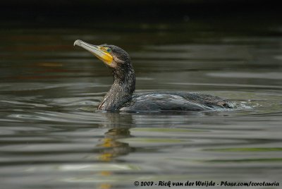 Great CormorantPhalacrocorax carbo sinensis