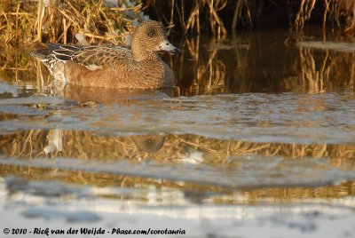 Eurasian WigeonMareca penelope