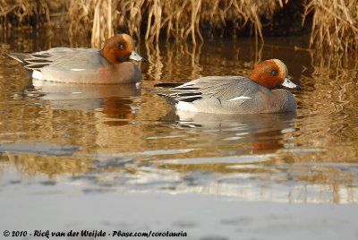 Eurasian WigeonMareca penelope