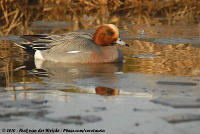 Eurasian WigeonMareca penelope