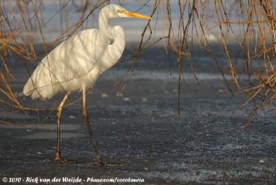 Great EgretArdea alba alba