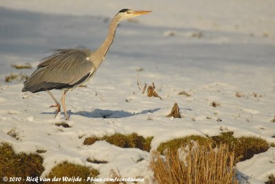 Grey HeronArdea cinerea cinerea