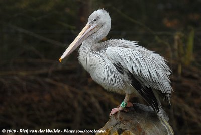 Pink-Backed PelecanPelecanus rufescens