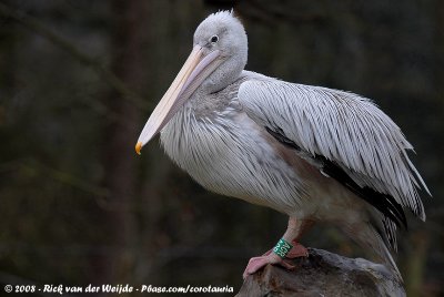 Pink-Backed PelecanPelecanus rufescens