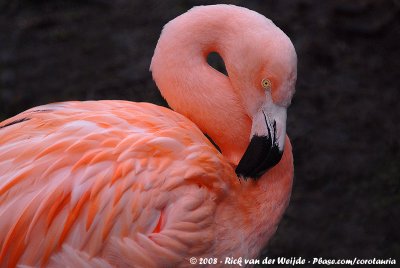 Chilean Flamingo  (Chileense Flamingo)