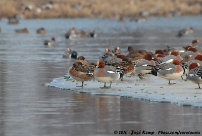 Eurasian WigeonMareca penelope