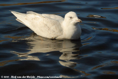 Iceland GullLarus glaucoides glaucoides