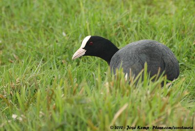 Eurasian CootFulica atra atra