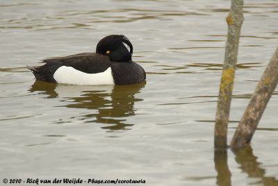 Tufted DuckAythya fuligula