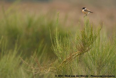 European Stonechat<br><i>Saxicola rubicola rubicola</i>