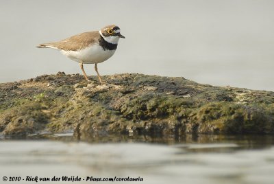 Little Ringed PloverCharadrius dubius curonicus