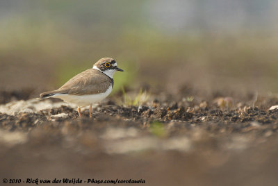 Little Ringed PloverCharadrius dubius curonicus