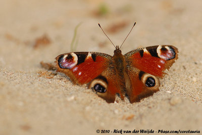 European PeacockInachis io io