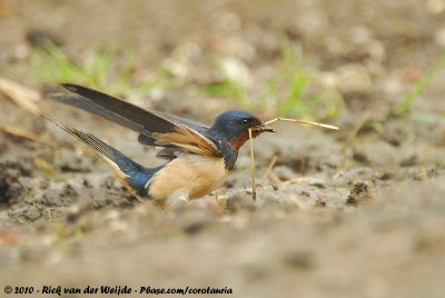 Barn SwallowHirundo rustica rustica