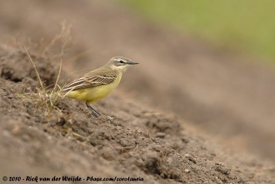 Blue-Headed WagtailMotacilla flava flava