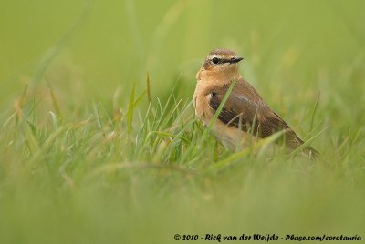 Northern WheatearOenanthe oenanthe oenanthe