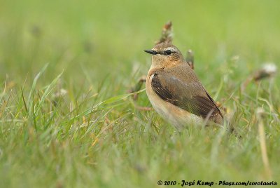 Northern WheatearOenanthe oenanthe oenanthe