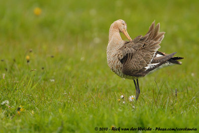 Black-Tailed GodwitLimosa limosa limosa