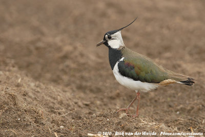 Northern LapwingVanellus vanellus vanellus