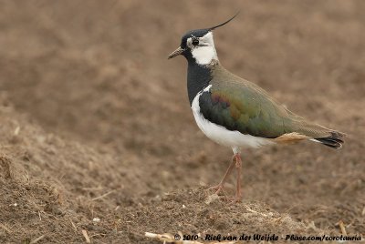 Northern LapwingVanellus vanellus vanellus