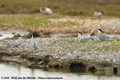 Common TernSterna hirundo hirundo