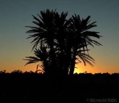 Palms at sunset