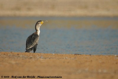 Moroccan CormorantPhalacrocorax carbo maroccanus