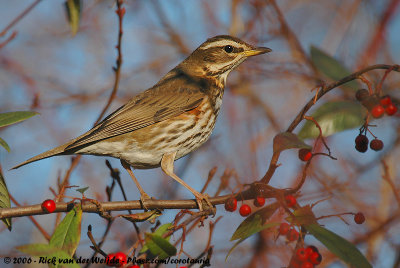 RedwingTurdus iliacus iliacus