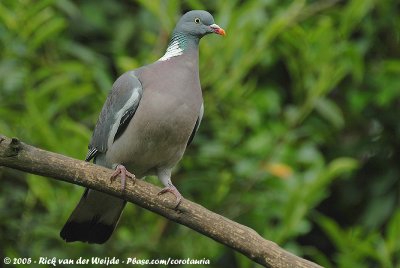 Common Wood PigeonColumba palumbus palumbus