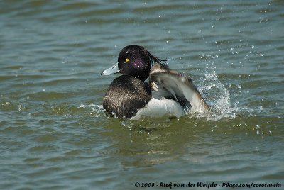 Tufted DuckAythya fuligula