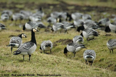 Barnacle Goose  (Brandgans)