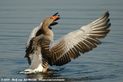 Greylag GooseAnser anser anser