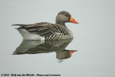 Greylag GooseAnser anser anser