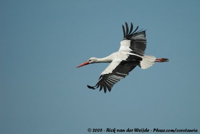 White StorkCiconia ciconia ciconia