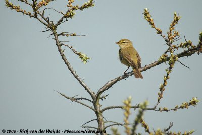 Willow WarblerPhylloscopus trochilus trochilus