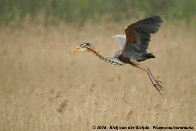 Purple Heron  (Purperreiger)