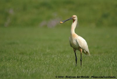 Eurasian SpoonbillPlatalea leucorodia leucorodia