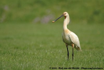 Eurasian SpoonbillPlatalea leucorodia leucorodia