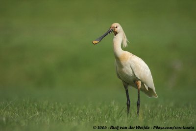 Eurasian SpoonbillPlatalea leucorodia leucorodia