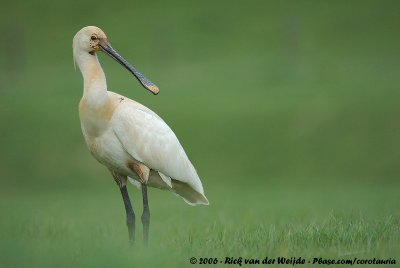 Eurasian SpoonbillPlatalea leucorodia leucorodia