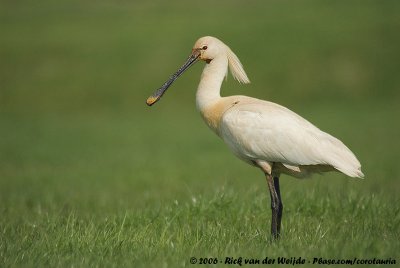 Eurasian SpoonbillPlatalea leucorodia leucorodia